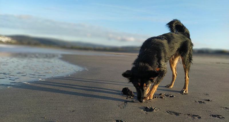 Perro olfateando en la playa